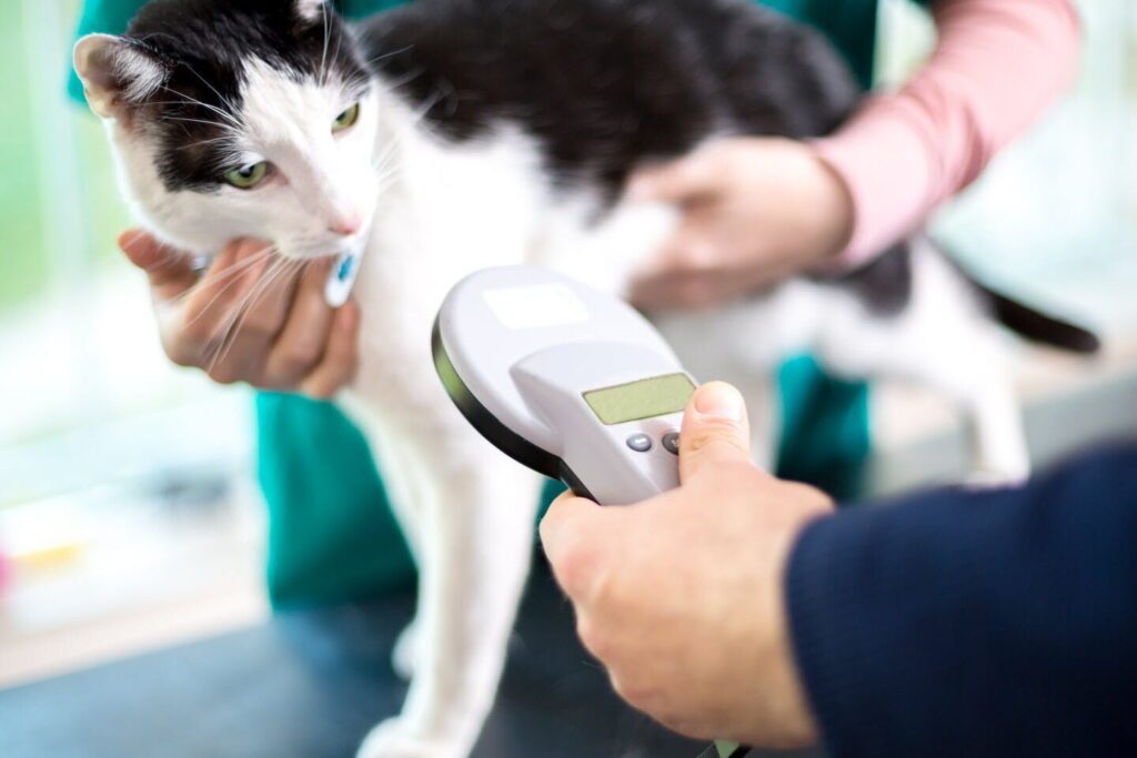 chat trouvé 40, que faire pour retrouver son propriétaire ?