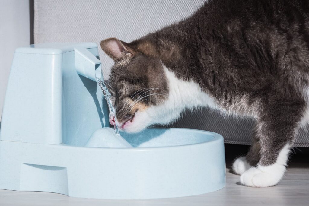 Pourquoi choisir une fontaine à eau pour chat sans prise électrique ?